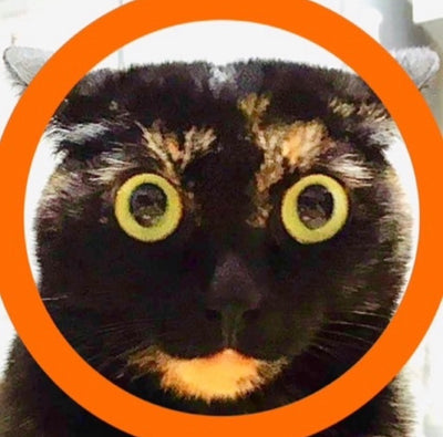 ねこまるけ