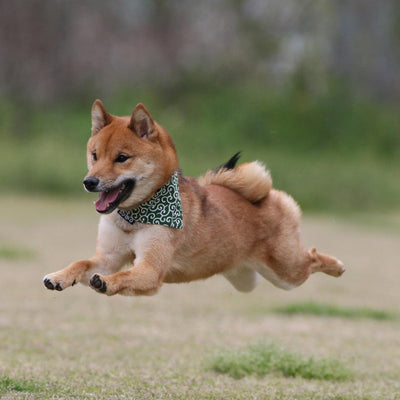 柴犬ロック&ボブ