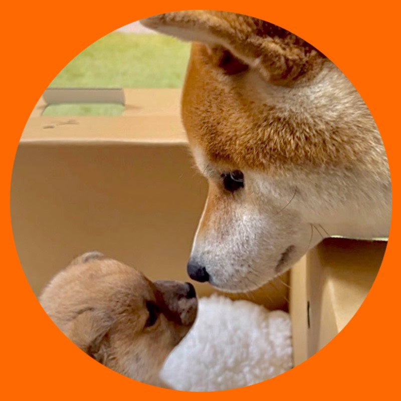 シヴァ犬こむぎっす-KOMUGI