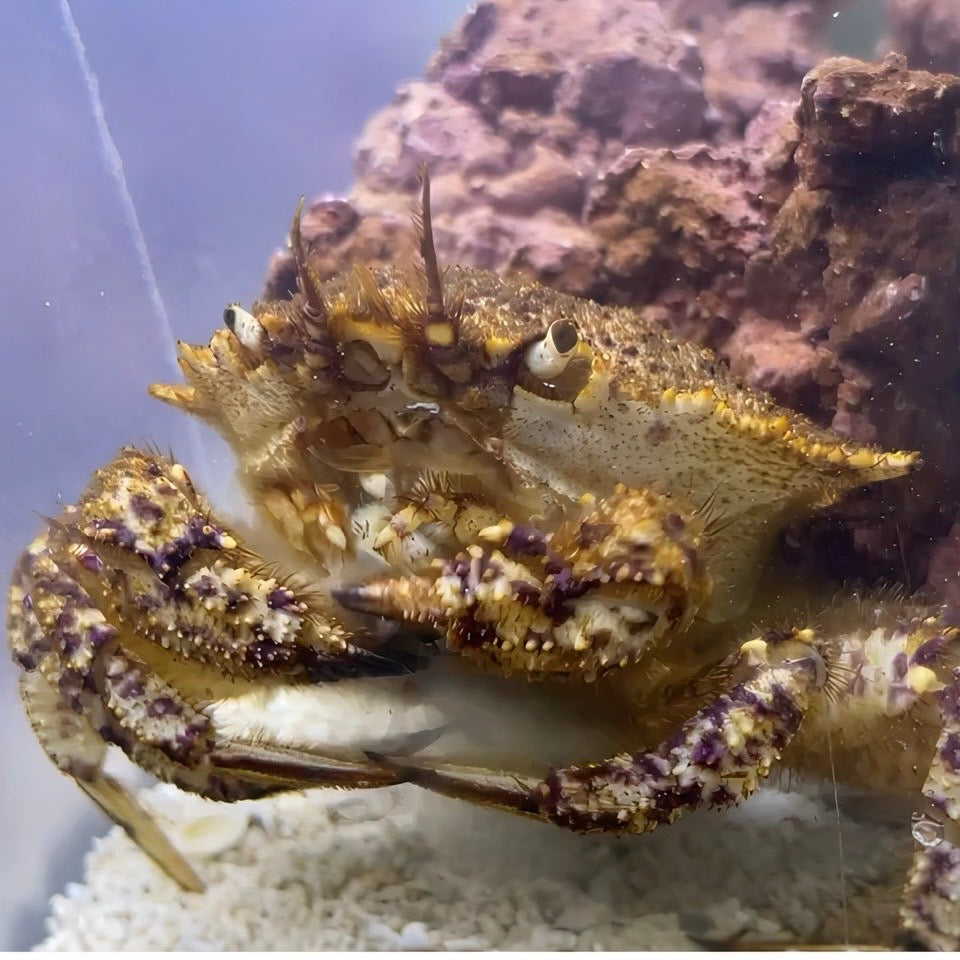 エマスちゃんねる