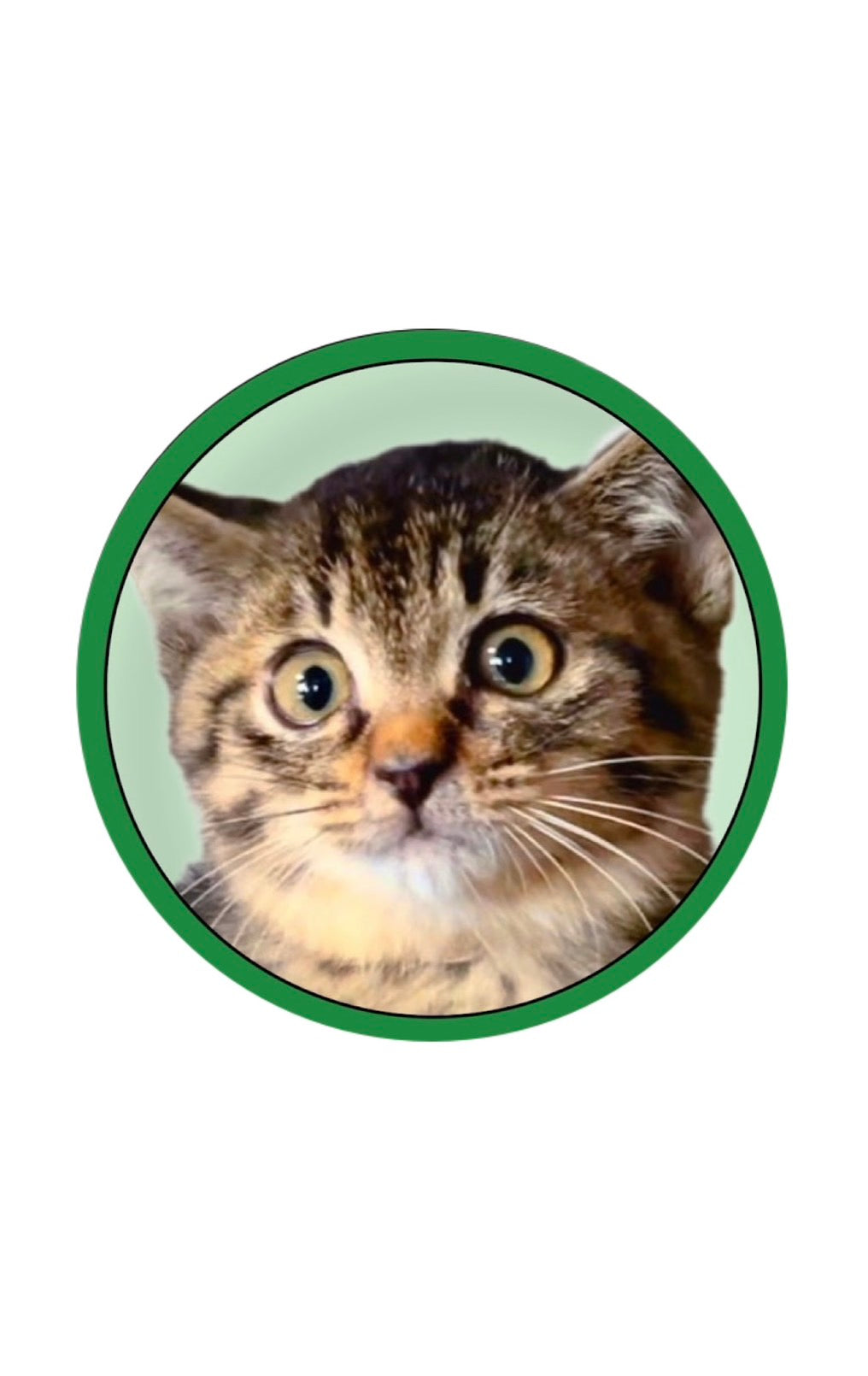 はーちゃん　保護猫と暮らす家