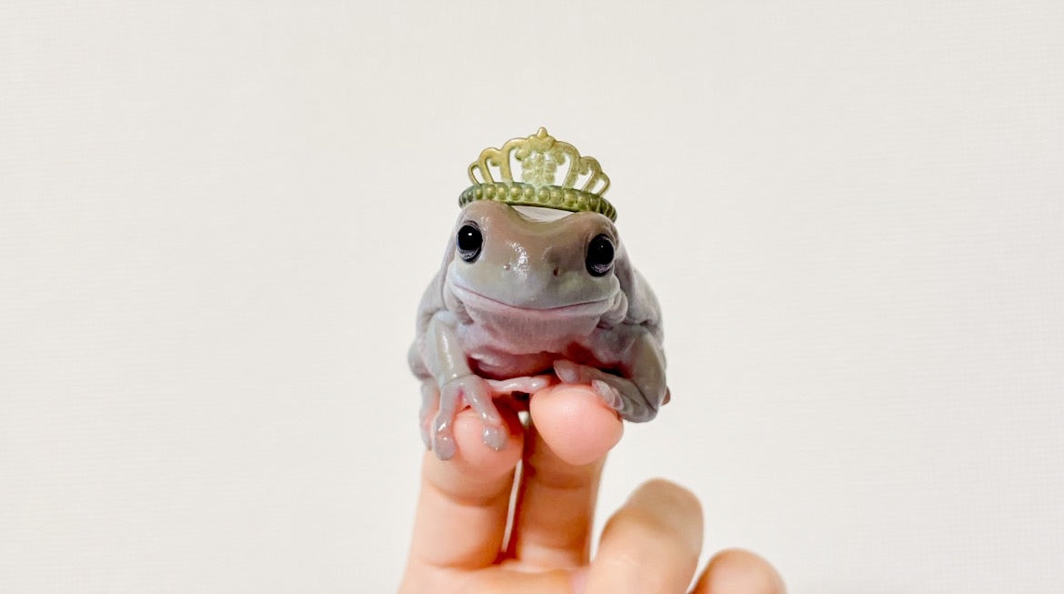 ぴよのカエルch