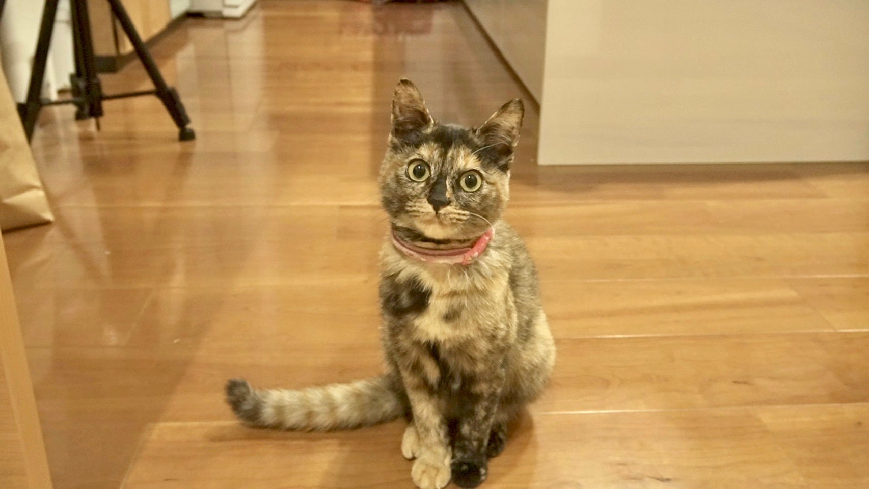 サビ猫。たっちゃん