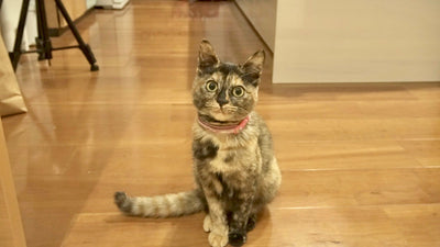 サビ猫。たっちゃん