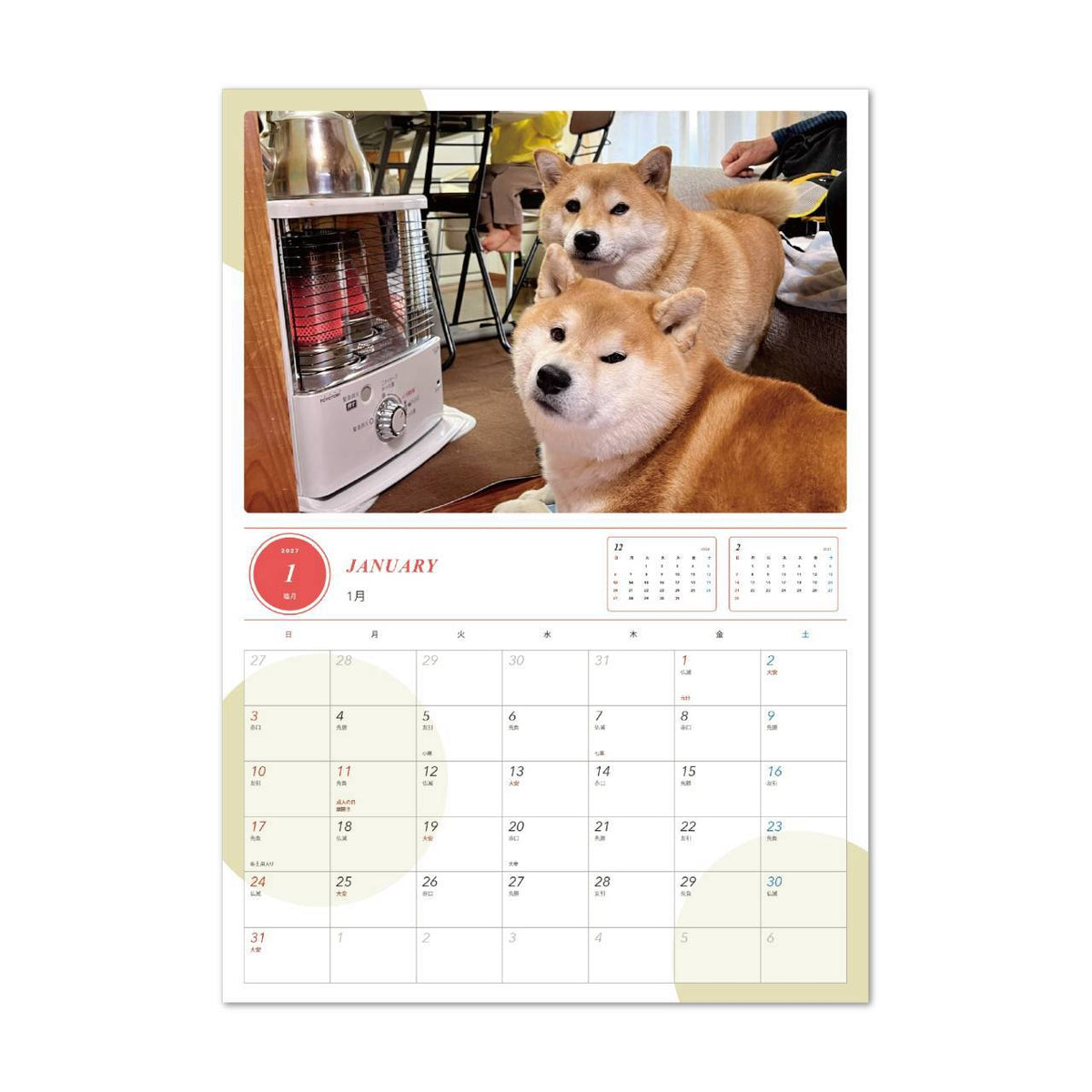 シヴァ犬こむぎっす🐾豆シヴァわらび春夏秋冬　大判カレンダー