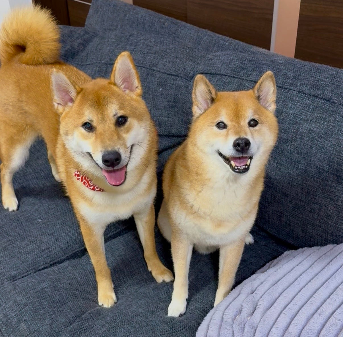 柴犬ロック＆ボブ – Orizum.world