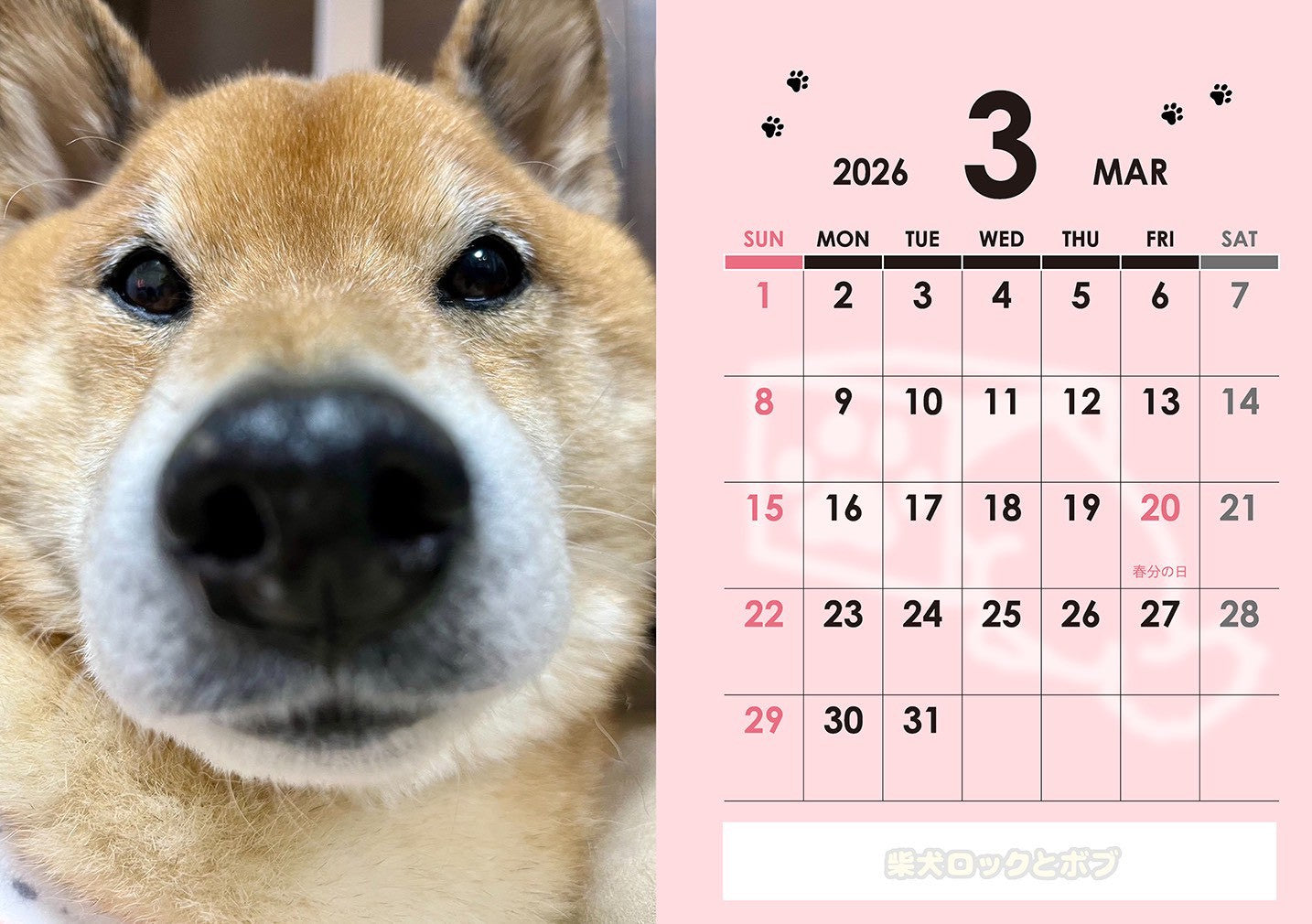 柴っち(6/25〜6/26購入) 数量限定】柴犬ロック＆ボブカレンダー2026(送料無料) – Orizum
