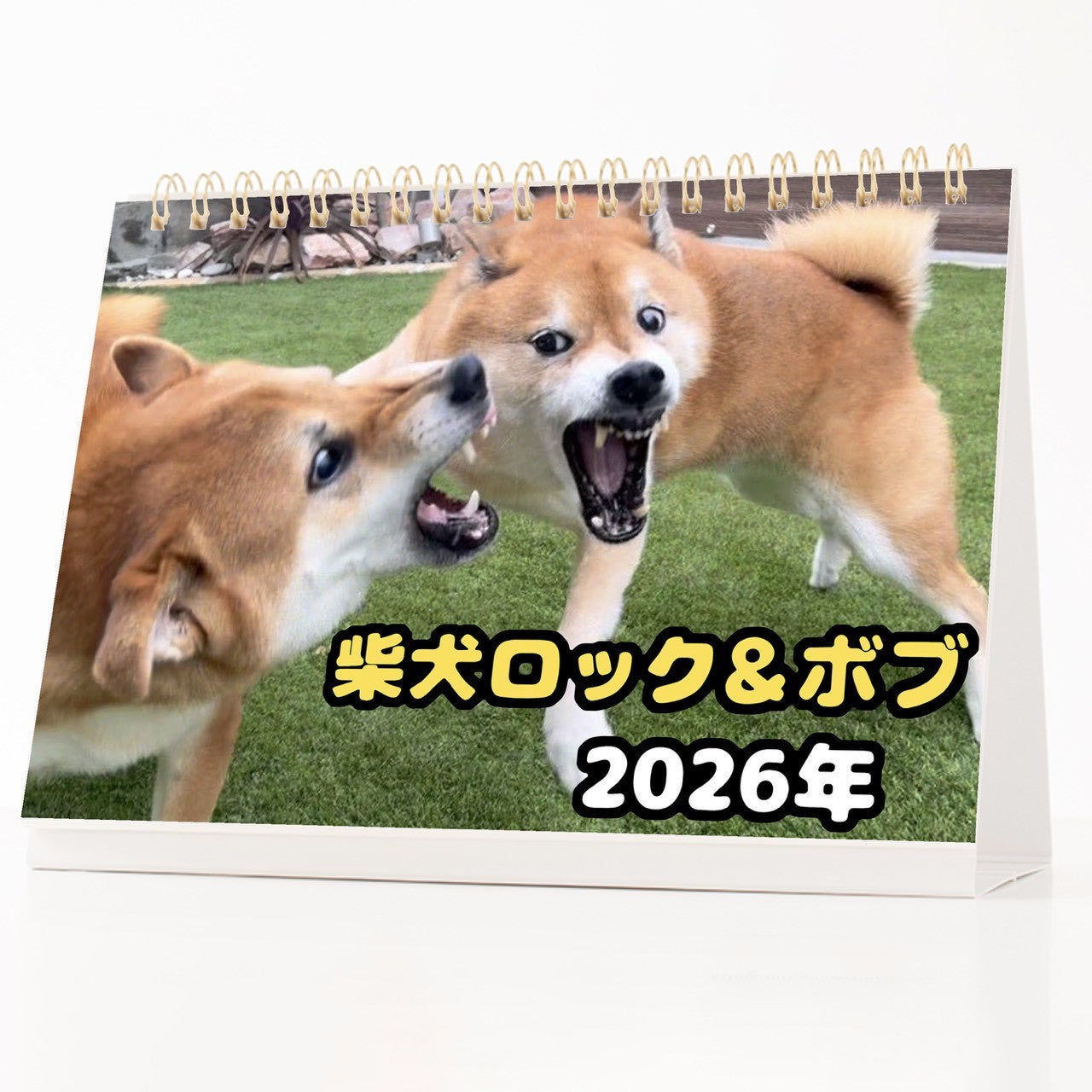 【数量限定】柴犬ロック＆ボブカレンダー2026(送料無料)