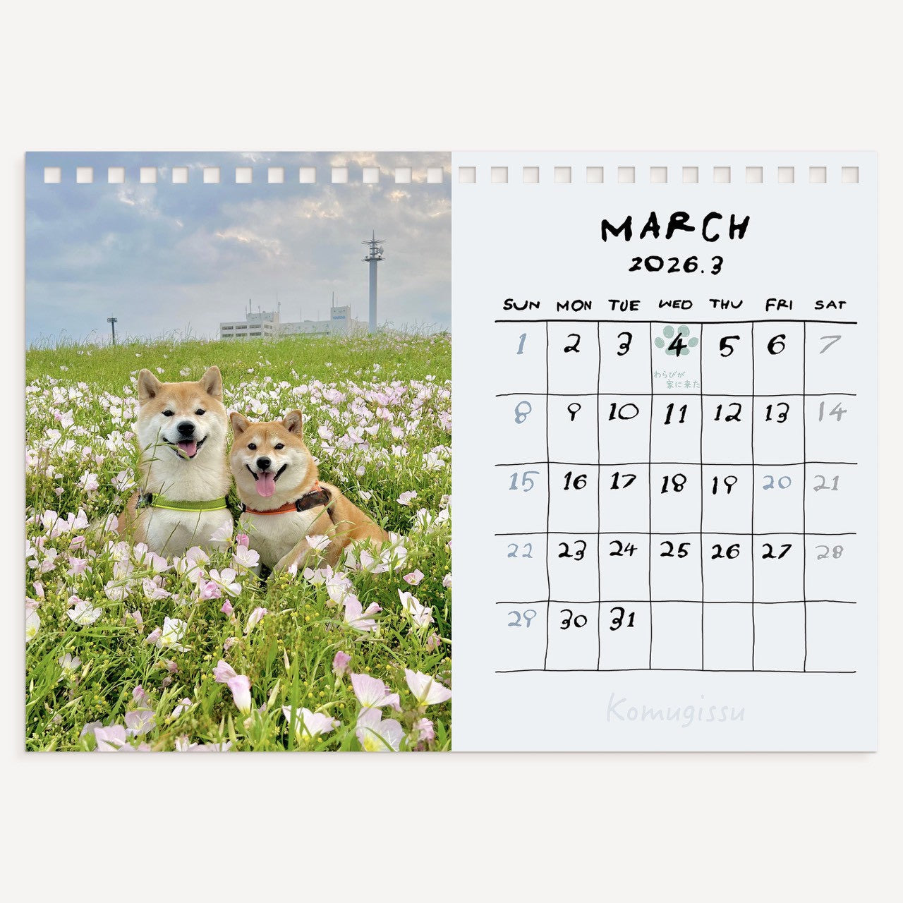数量限定】シヴァ犬こむぎっす2026年卓上カレンダー(送料無料