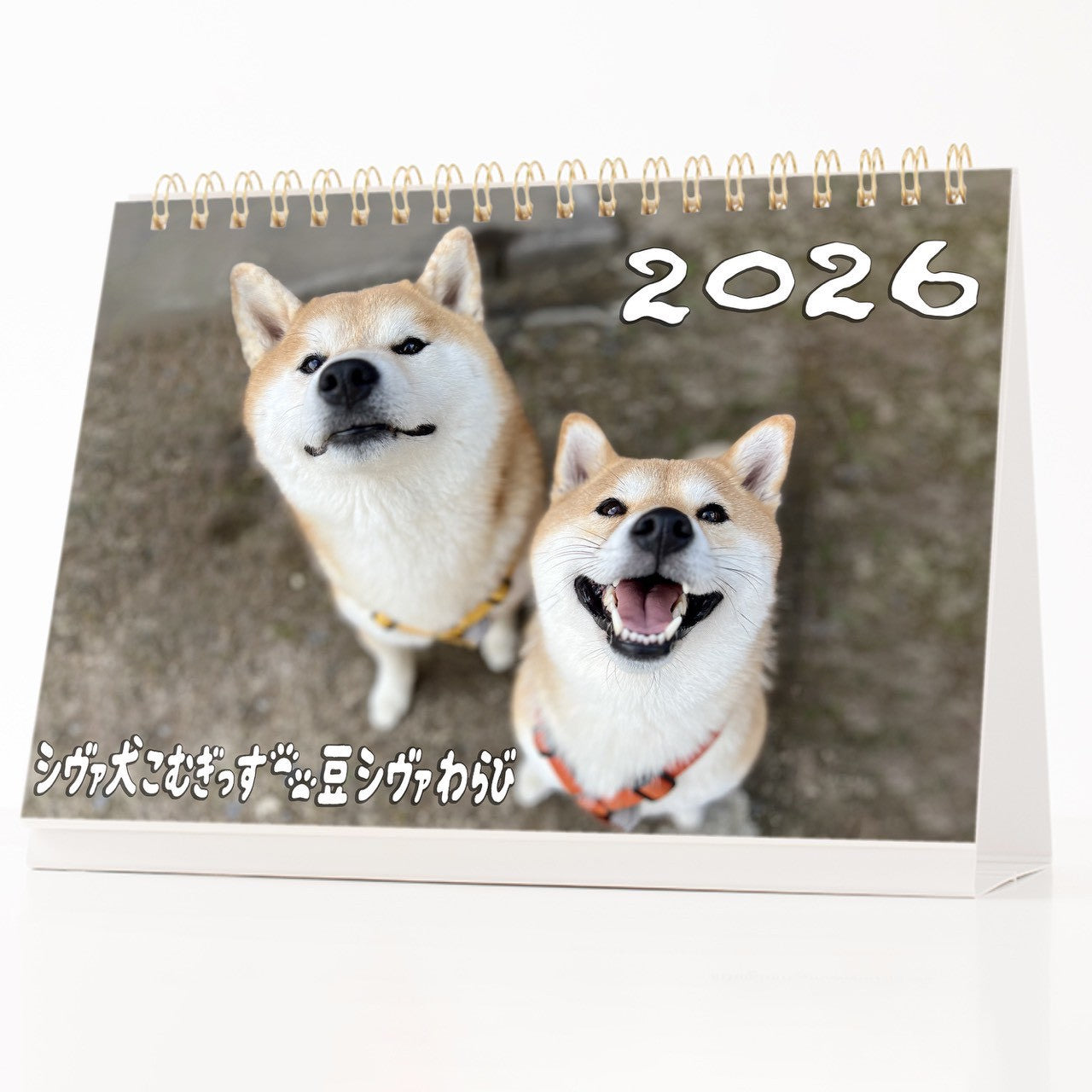 【数量限定】シヴァ犬こむぎっす2026年卓上カレンダー(送料無料)