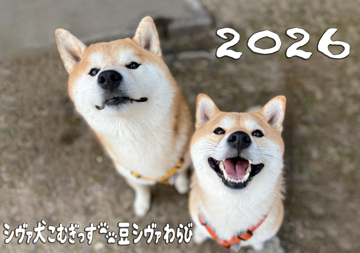 【数量限定】シヴァ犬こむぎっす2026年卓上カレンダー(送料無料)